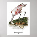 Search for roseate spoonbill posters Animal