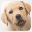 Search for yellow lab stickers Yellow labrador retriever