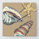 Search for seashell clocks Megan meagher