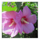 Search for hibiscus art girly