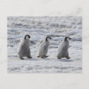 Search for antarctica postcards Emperor penguin