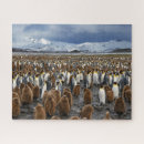 Search for penguin puzzles Wildlife