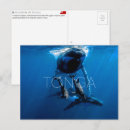 Search for whale postcards Dolphins