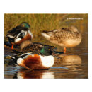 Search for mallard duck painting posters Ducks