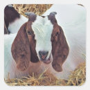 Search for goat labels Farming