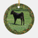 Search for black angus Calf