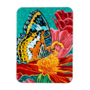 Search for butterfly magnets Rainbow