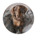 Search for dachshund cutting boards Puppy