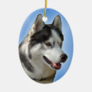 Search for siberian husky ornaments Malamute