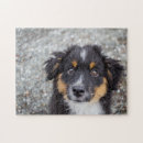 Search for border collie puzzles Cute