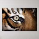 Search for tiger eyes posters Lion