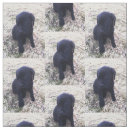 Search for labrador retriever fabric Black lab