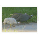 Search for guinea fowl Animal