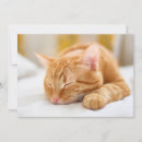 Search for cat thank you cards Kitten