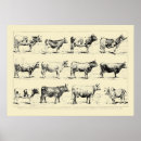 Search for vintage farm posters Cows