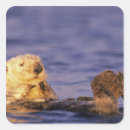 Search for sea otter stickers Monterey