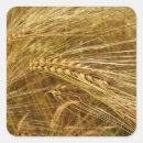 Search for wheat stickers Harvest