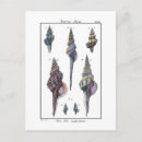 Search for antique postcards Ocean