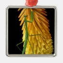 Search for praying mantis ornaments Insect