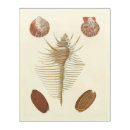 Search for clam shell art Nature