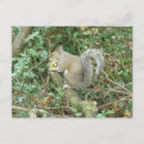 Search for acorn postcards Forest