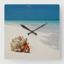 Search for crab clocks Beach