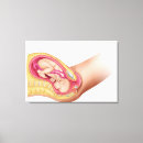 Search for female anatomy canvas prints No people