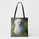 Search for maltese bags Maltipoo
