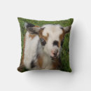Search for goat pillows Herd
