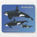 Search for dolphin gifts Orca