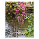 Search for mallard duck painting posters Pond