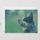 Search for australian cattle dogs cards Cute