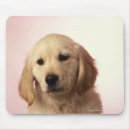 Search for golden retriever gifts Animals