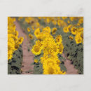 Search for kansas postcards Field