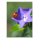 Search for 5x7 art Flower