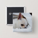 Search for chihuahua buttons Cute