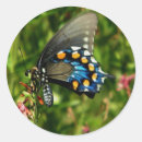 Search for blue butterfly stickers Wildlife