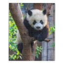 Search for panda bear puzzles China