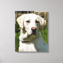 Search for labrador retriever gifts Pets