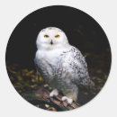 Search for owl stickers White