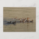 Search for merganser duck Ducks