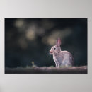 Search for rabbits photography posters wild