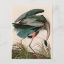 Search for audubon birds of america postcards Bird portrait