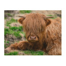 Search for highland cow art Farm animal
