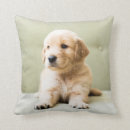 Search for golden retriever pillows Puppy
