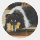 Search for collie stickers cute