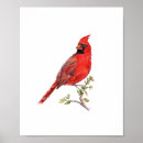 Search for cardinal bird art Watercolor