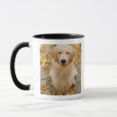 Search for golden retriever mugs Looking at camera