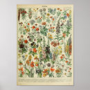 Search for adolphe millot posters Plants
