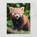 Search for portrait postcards Cute